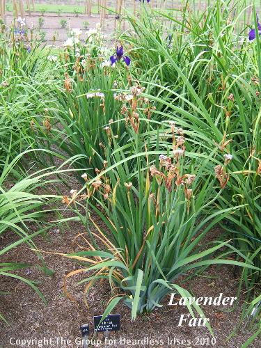 54 Lavender Fair